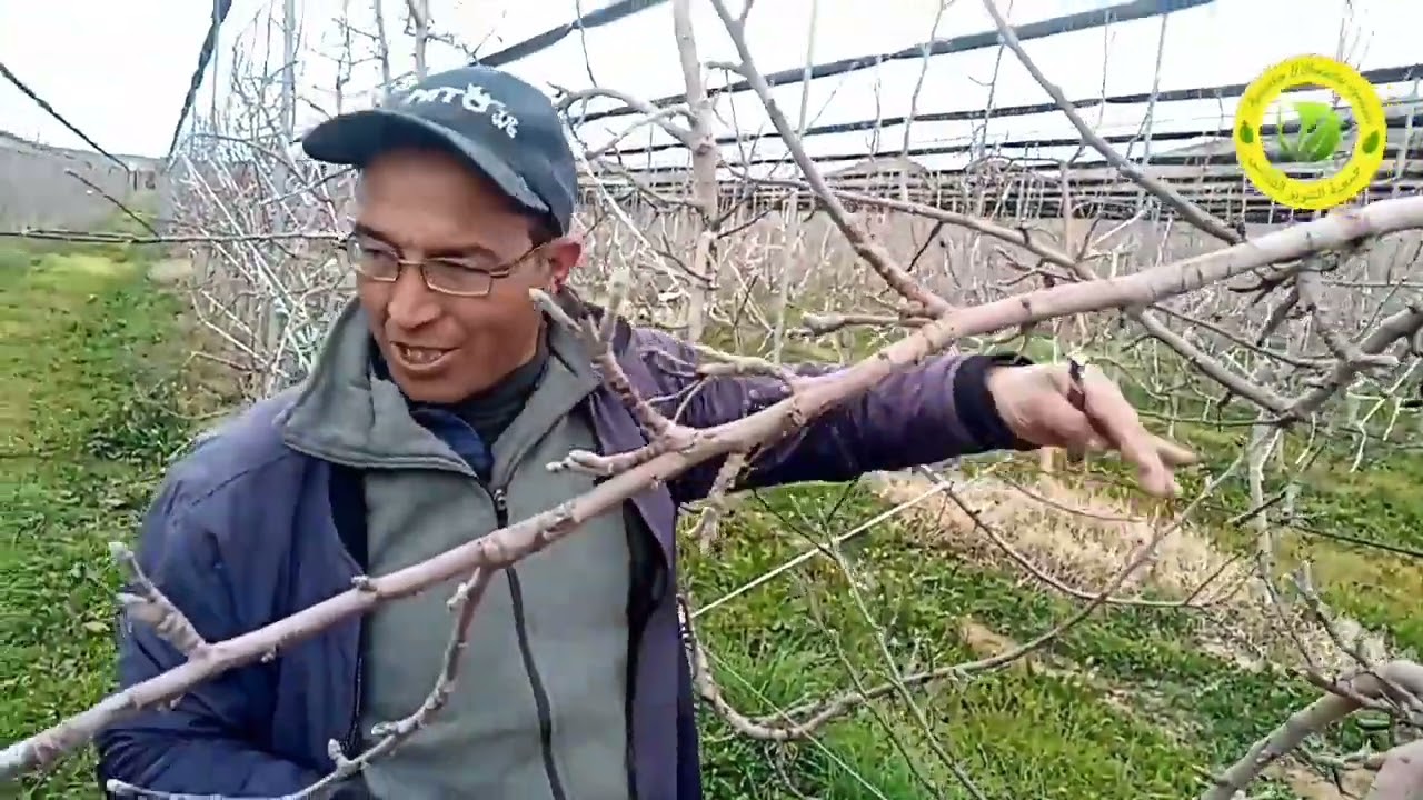 شاهد مع جمعية التنوير الفلاحي كيفية تقليم أشجار التفاح