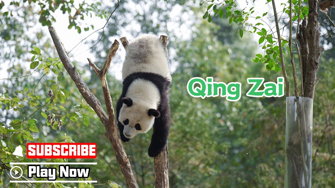 【The Giant Panda Story】Episode 2 Qing Zai, The Energetic Teenager | iPanda