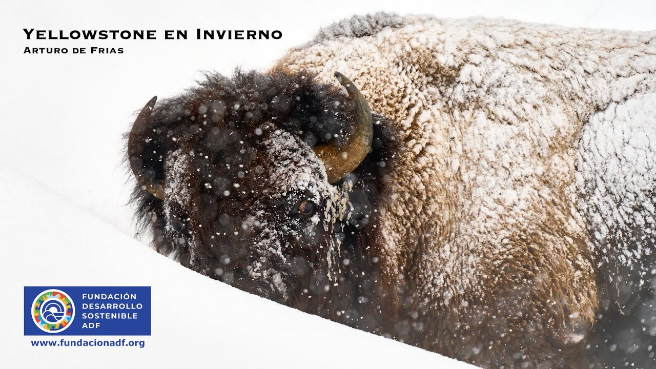 YELLOWSTONE EN INVIERNO 2023 de Arturo de Frias