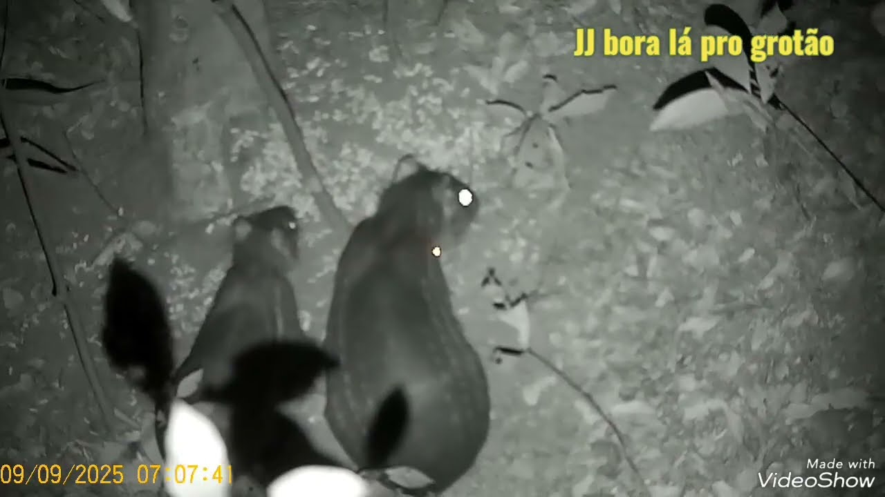 Paca com filhote no 2° dia da lua cheia ,melhor lua  do mês.