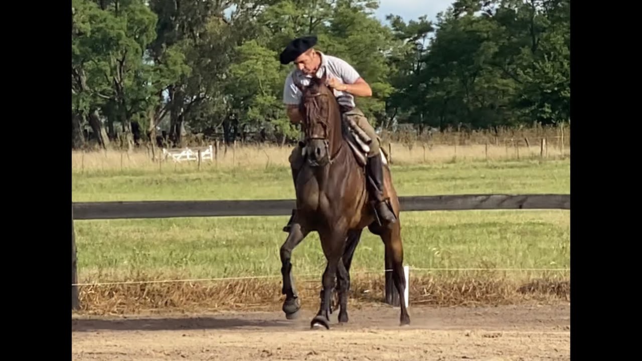 Manejando el caballo sin manos, solo con ayuda de piernas. Entre dos Mundos PGM6