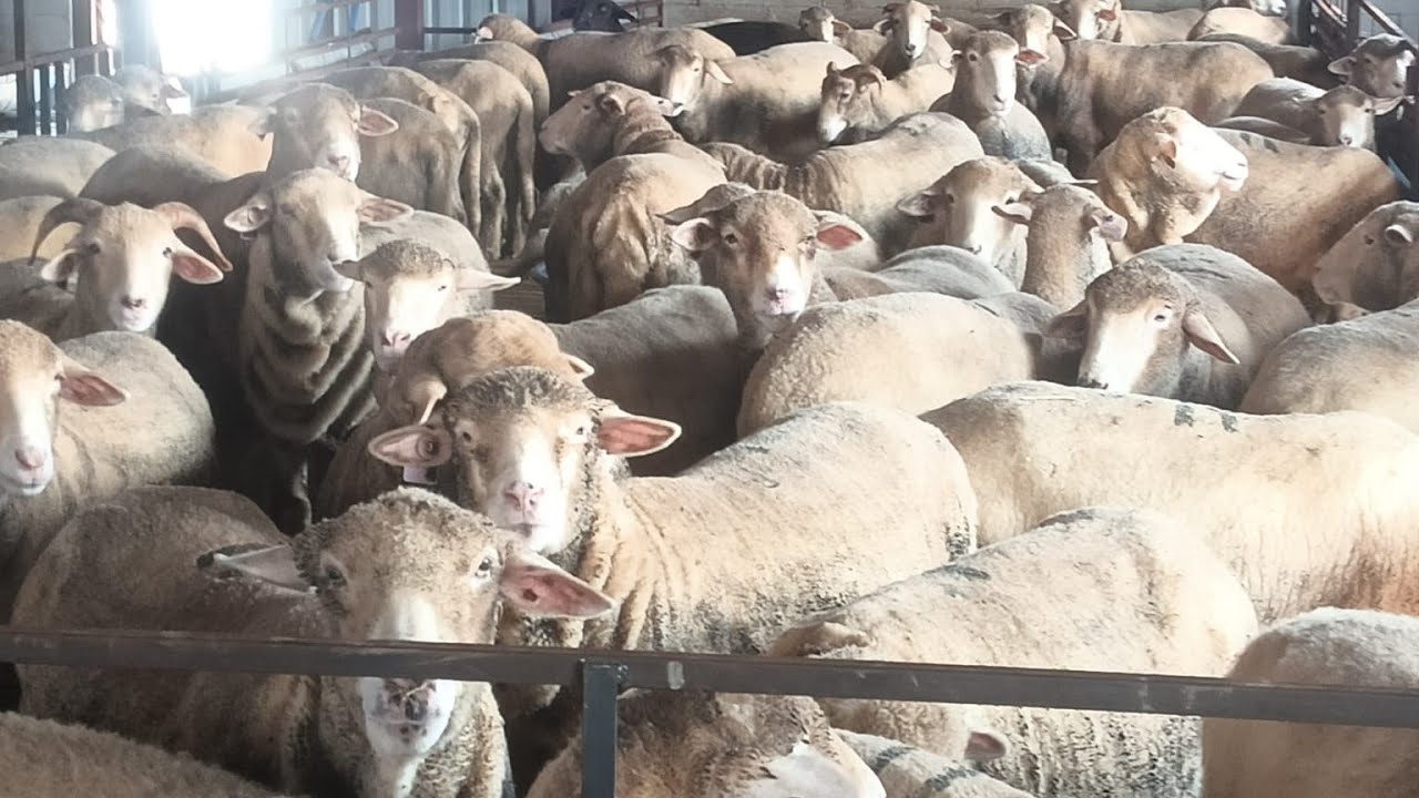 Kashmiri High Breed Merino Sheep Farm || Hilal Ahmad Yatoo