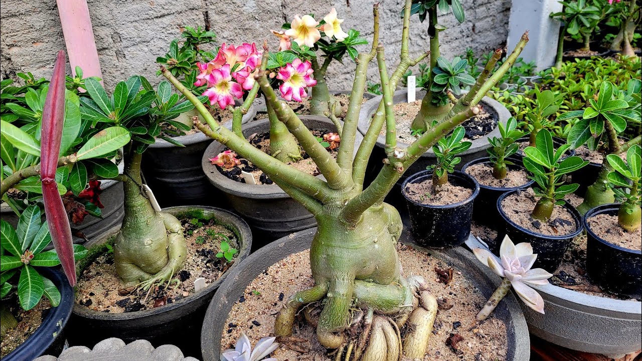 Rosa do deserto caiu as folhas,  o que pode ser e como resolver ?