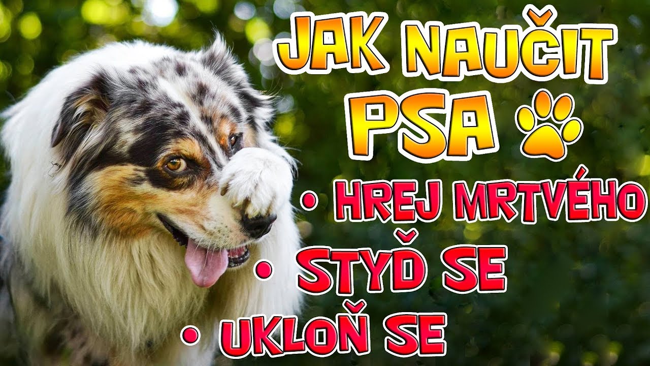 JAK NAUČIT PSA 3 NEJLEP&Scaron;&Iacute; TRIKY ! Hrej mrtv&eacute;ho, styď se, ukloň se