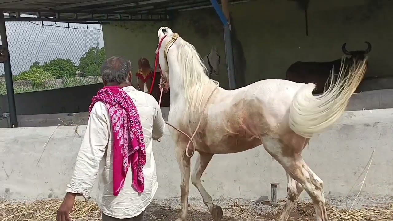 આજે તુલસી ને દોરવી🐎||ઘોડા ના માલિકે માહિતી આપી👍||stallion Nawaz🐎||