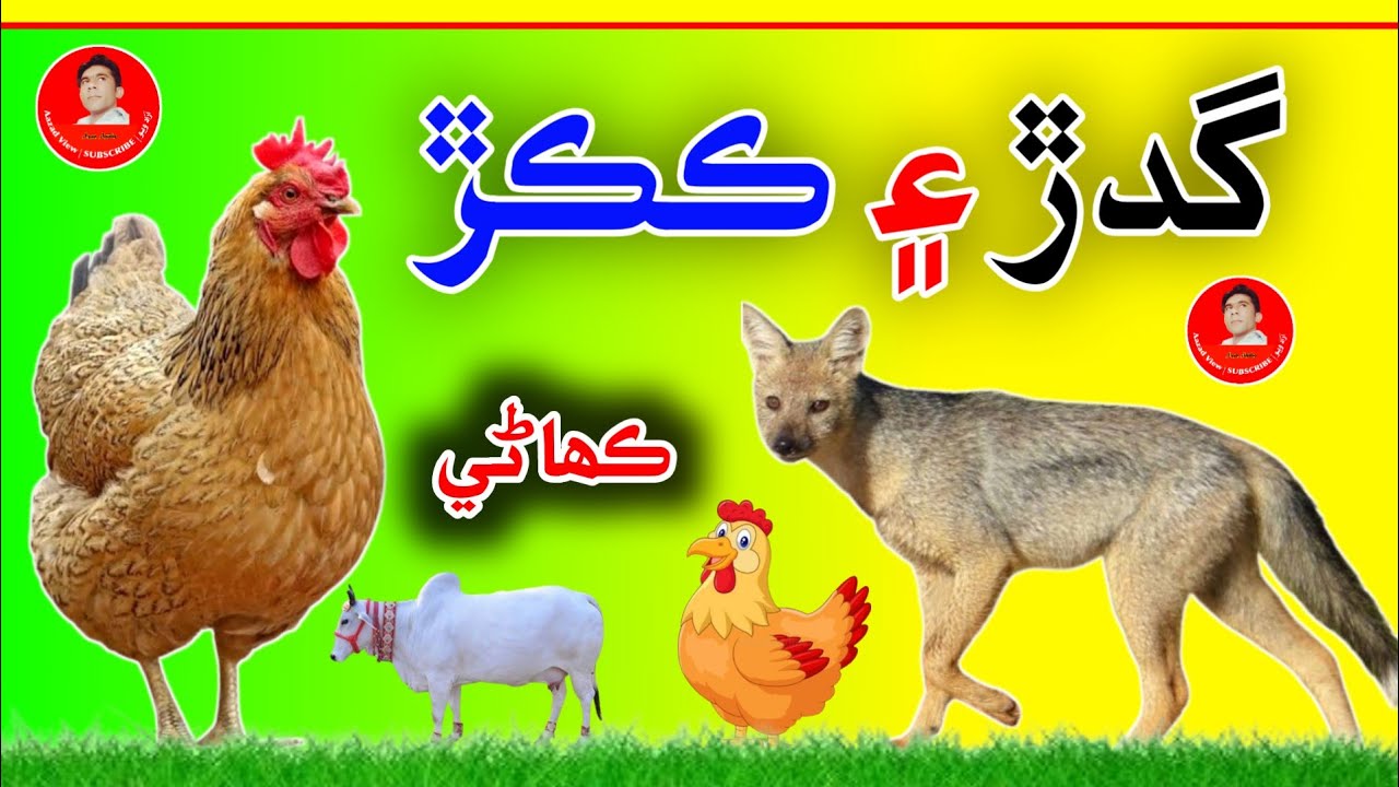Sindhi Kahani | گدڙ ۽ ڪڪڙ جي ڪھاڻي | Sindhi story new | aazad view