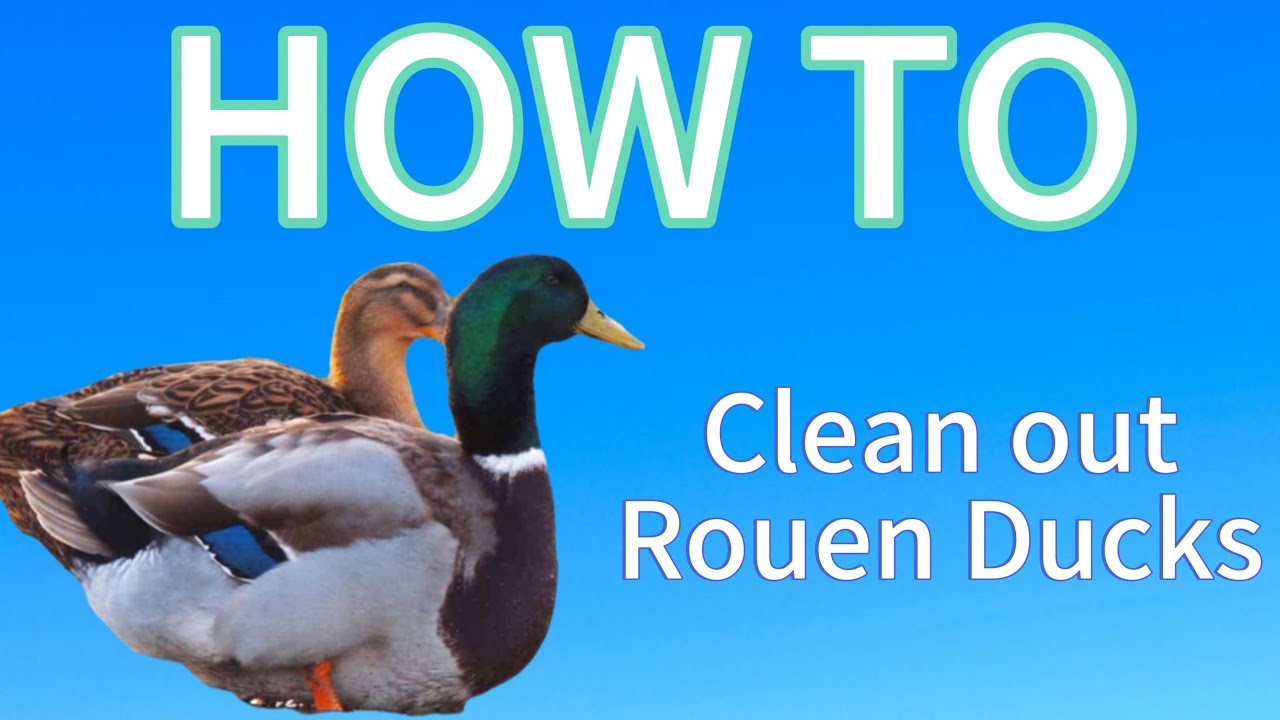 How to clean out ducks 