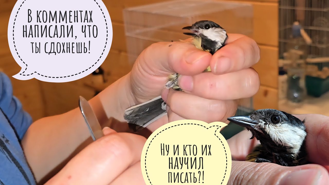 Синица, которая смогла! Выжить с нарывом размером с голову и улететь на волю!
