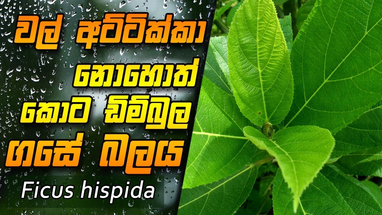 වල් අට්ටික්කා නොහොත් කොට ඩිම්බුල ගසේ ගුණ බලය | Kotadimbula | Ficus Hispida | Hairy Fig | wal attikka