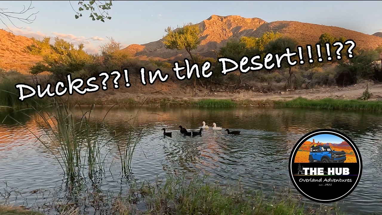 Ducks in the Desert? Hidden Gem - Aravada Springs Campground near Mesquite, NV