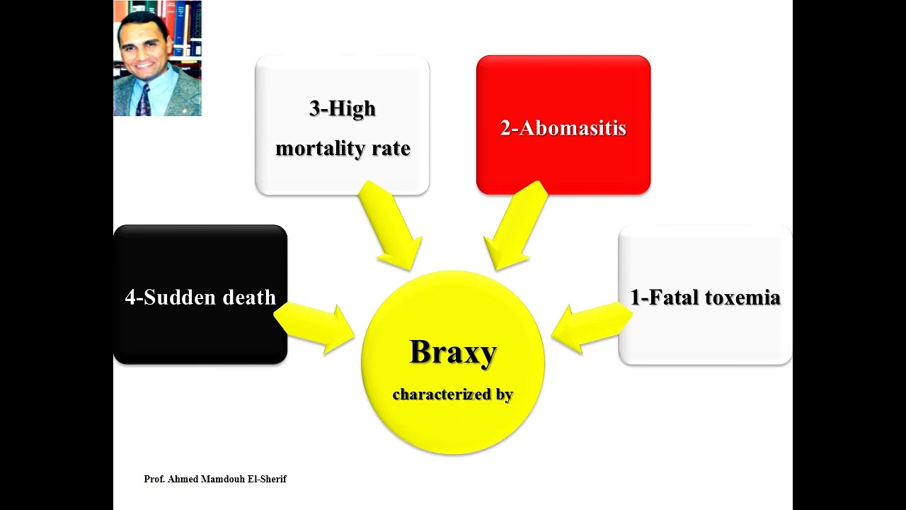 Braxy - Broad cast disease- مرض براكسى أو مرض الزهر العريض
