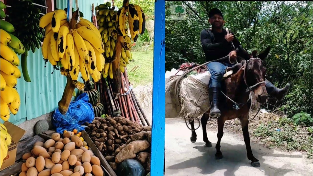 LOS CACAOS es un PARAÍSO DE SAN CRISTOBAL | ASI ES EL CAMPO en Dominican Republic