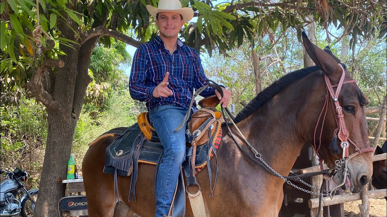 COMPRANDO UNAS BUENAS BESTIAS MULARES👍🐴#ranchero95