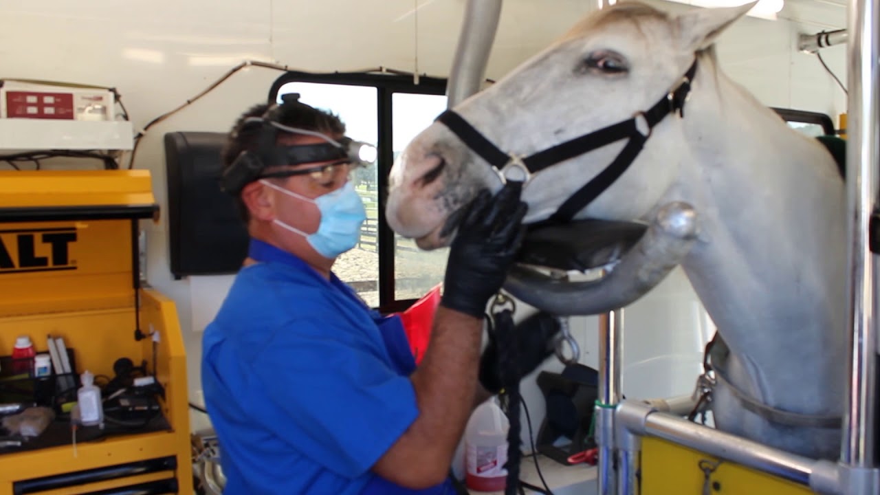 Equine Dentistry Demonstration - Floating a horse's teeth