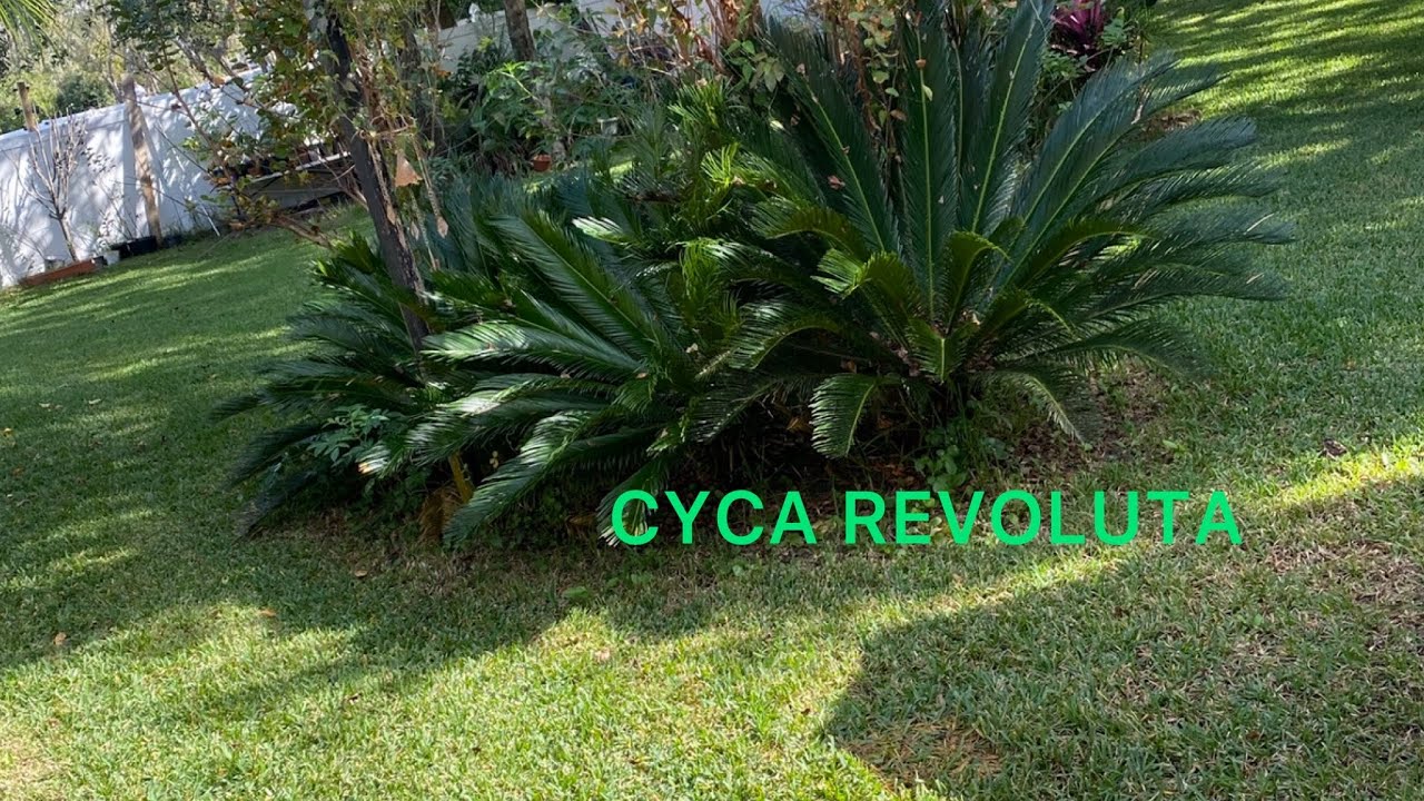 CYCAS REVOLUTA | PALMA DE SAGU | SAGU DEL JAPON | FALSA PALMERA