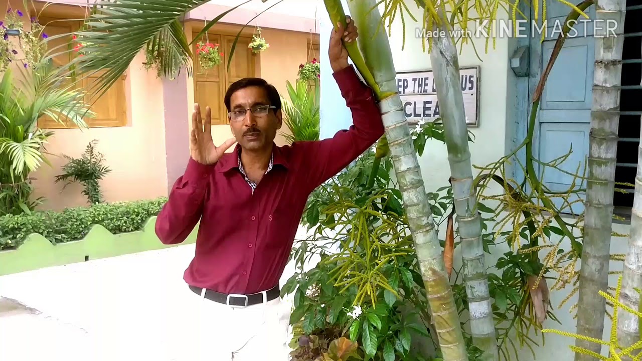 The Flowers and Fruits on Areca Palm and Phoenix.