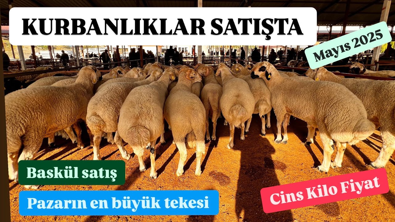 KÜÇÜKBAŞ CANLI HAYVAN PAZARI KURBANLIK FİYATLARI, DEV TEKE, İRİ KOÇLAR, KANTAR ÇEKİM FİYATLAR #koyun