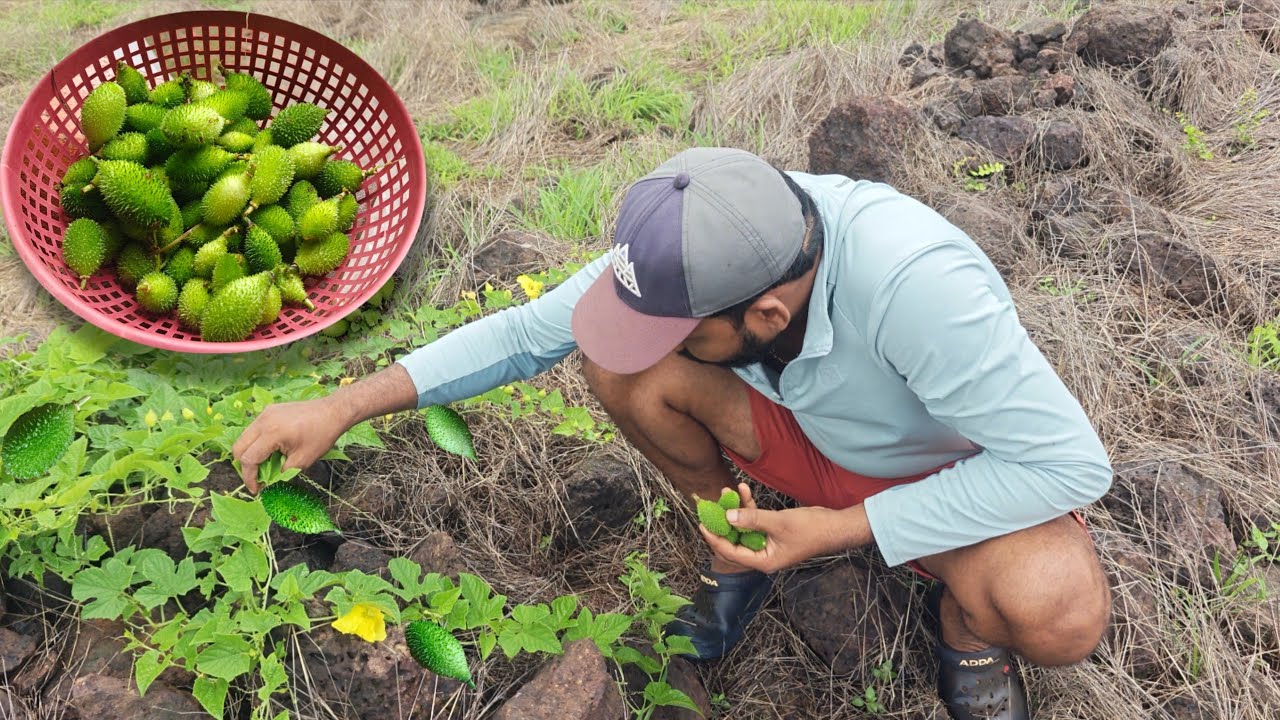 सड्यावरून फिरून आणली पावसाळ्यात सापडणारी काटला , कोकणातील रानभाजी | Traditional kokan @TejaGurav 
