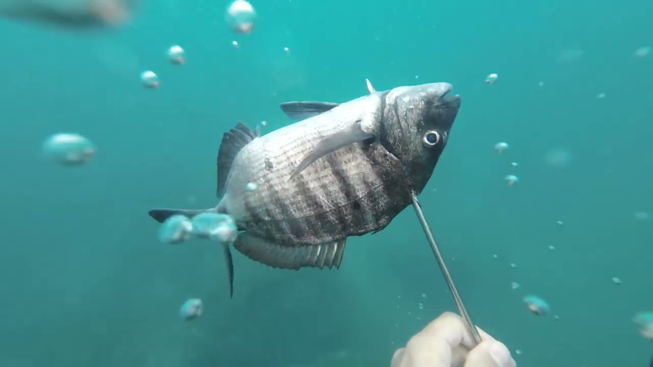 Spearfishing in Tenerife Canary Islands Atlantic | hobby | #ocalatoriecatoviata #underwaterfishing