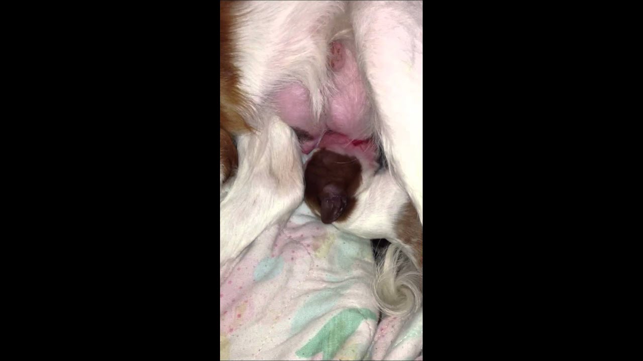Newborn Puppy nursing