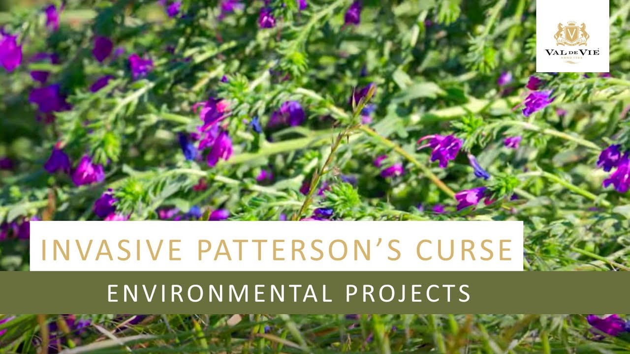 Invasive Patterson's Curse | Environmental Projects on Val de Vie Estate