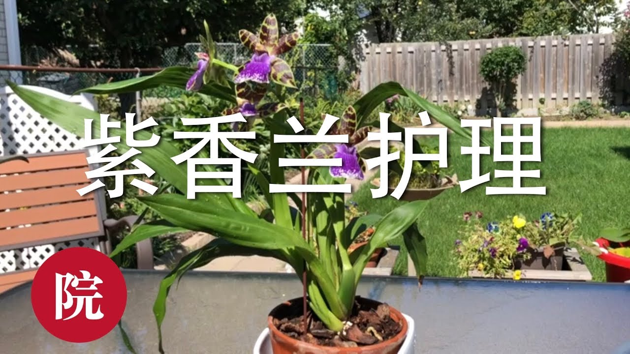【彬彬有院】花 •如何处理兰花空根问题（紫香兰/厄瓣兰）