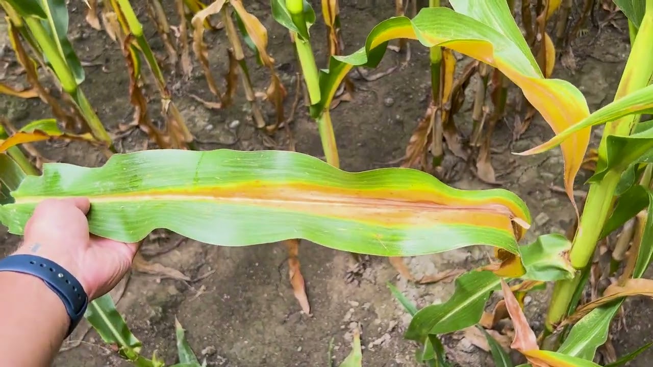 Unlocking Corn Plant Health: Nitrogen and Potassium Insights from Concept AgriTek