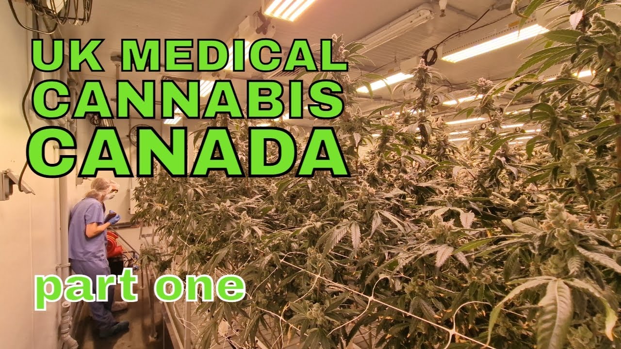 MEDICAL CANNABIS GROW FACILITY TRIP: Part 1