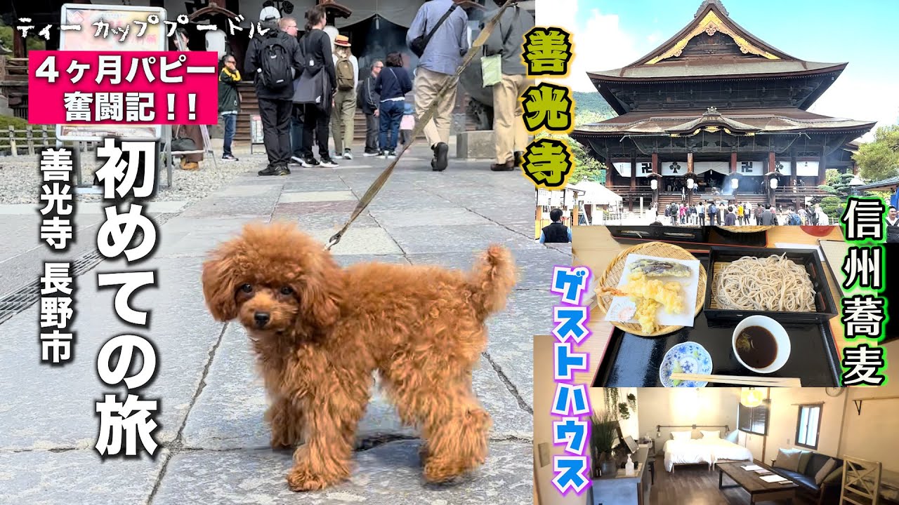 【犬旅１泊二日】善光寺・長野市旅行 ｜ワンコと行ける信州蕎麦 【子犬のユニ】