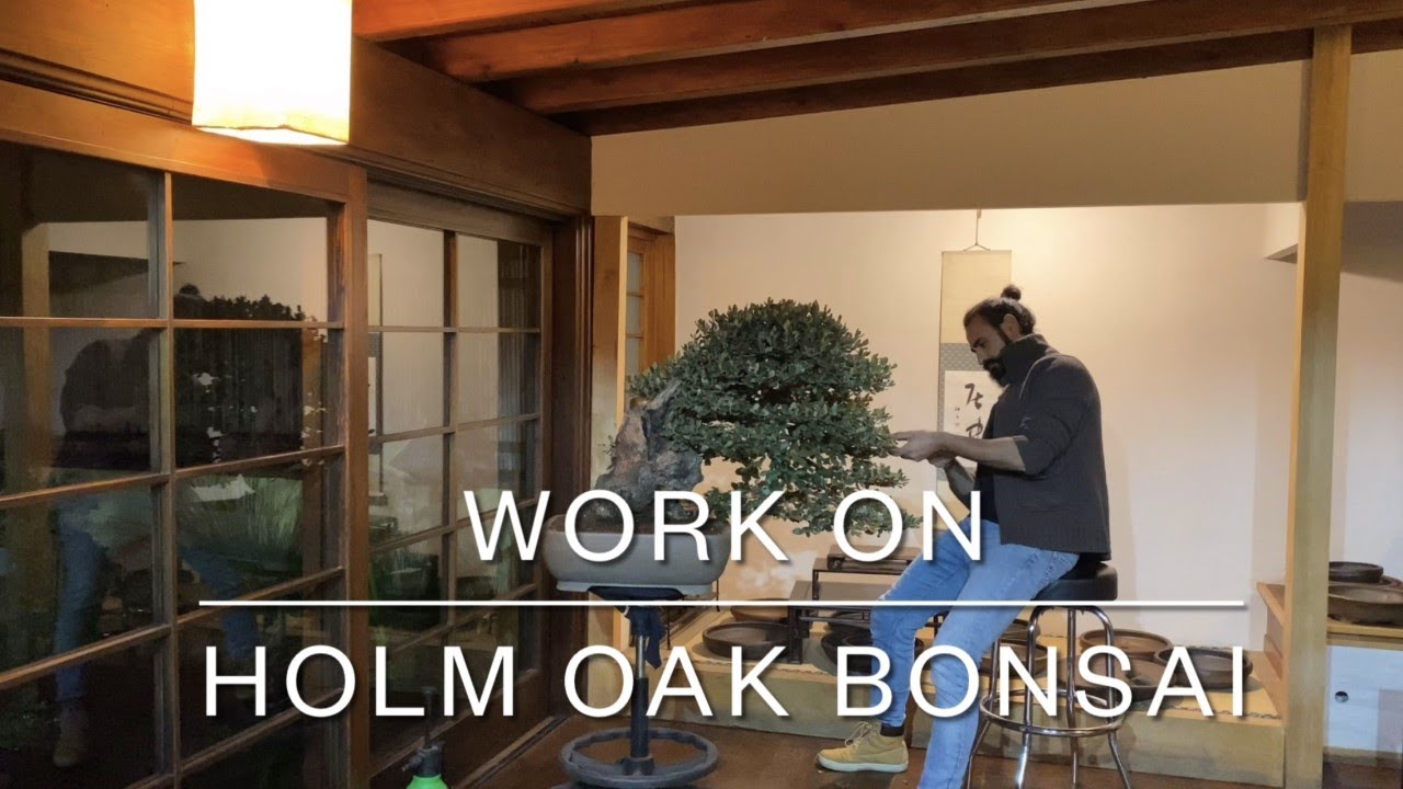 A weekend of work on a big Holm Oak bonsai. The lockdown continues.