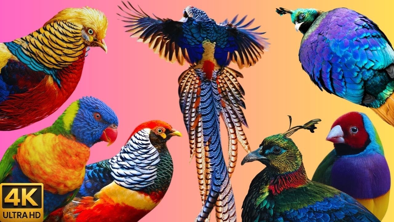 As Aves Mais Coloridas do Mundo / Mini Document&aacute;rio