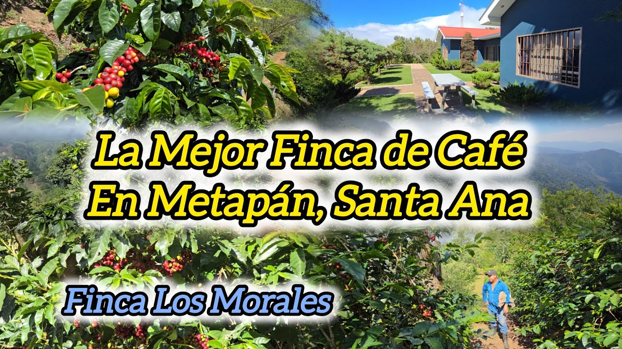 El Mejor Café de Metapán En EL SALVADOR, La Finca Morales, Ganador #1 Tasa de Excelencia 2024.