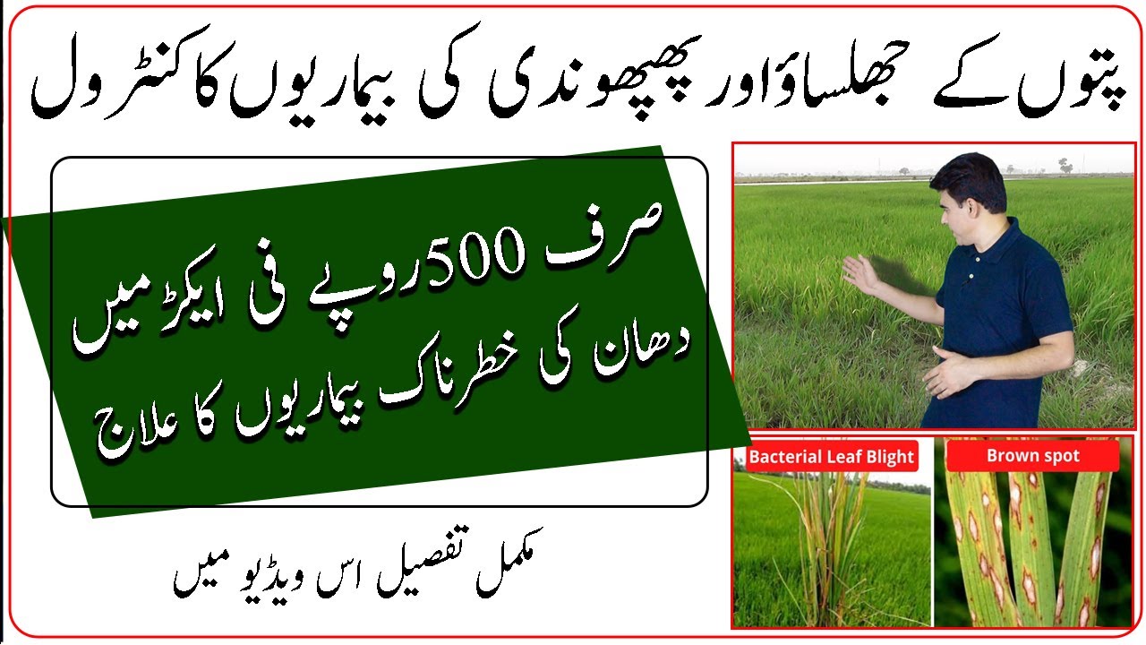 Paddy Bacterial Leaf Blast BLB treatment|Rice fungal diseases|دھان کے پتوں کے جھلساو کا علاج