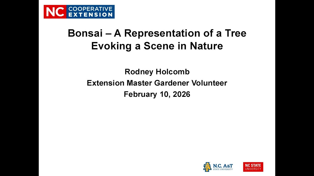 Bonsai