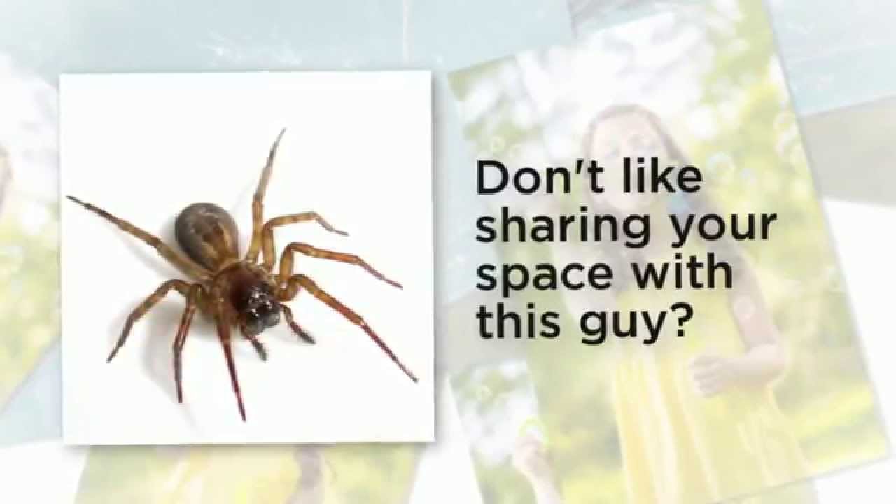 Portland Pest Control | Spider Exterminator