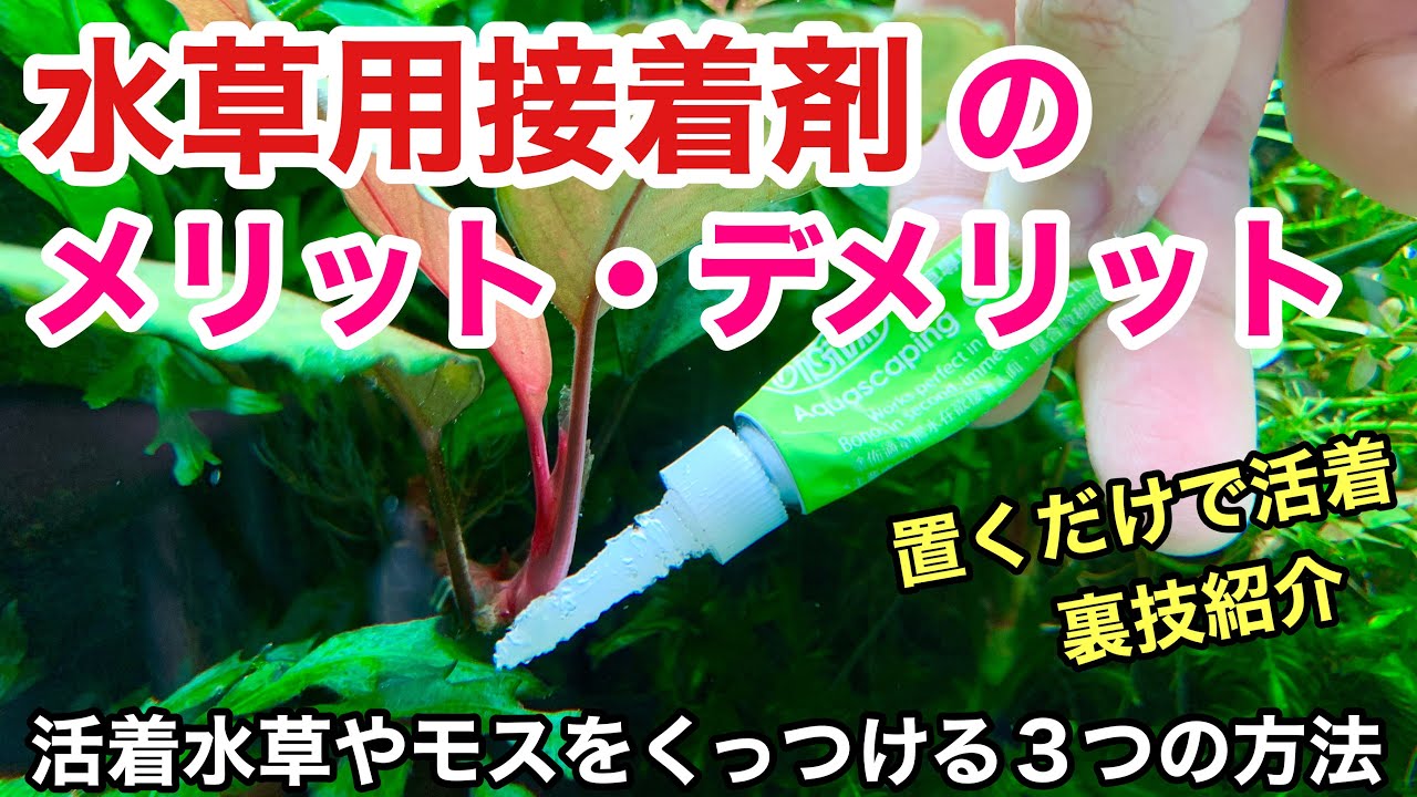 水草用接着剤の使い方「モスや活着水草をくっつける３つの方法」ADAネイチャーアクアリウム、水草水槽立ち上げ初心者、水草用ボンド、ウィローモス、アヌビアス、ボルビティス、ミクロソリウム、ブセファランドラ
