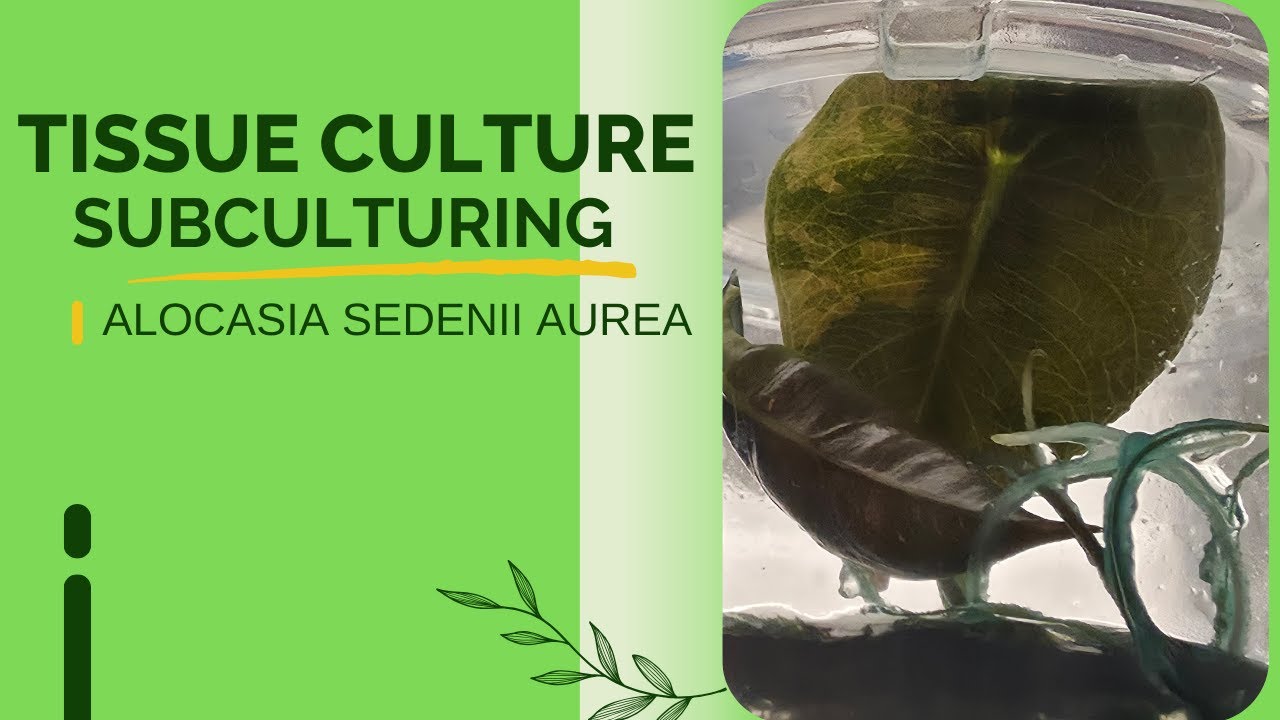 TISSUE CULTURE ALOCASIA SEDENII VARIEGATED SUBCULTURE