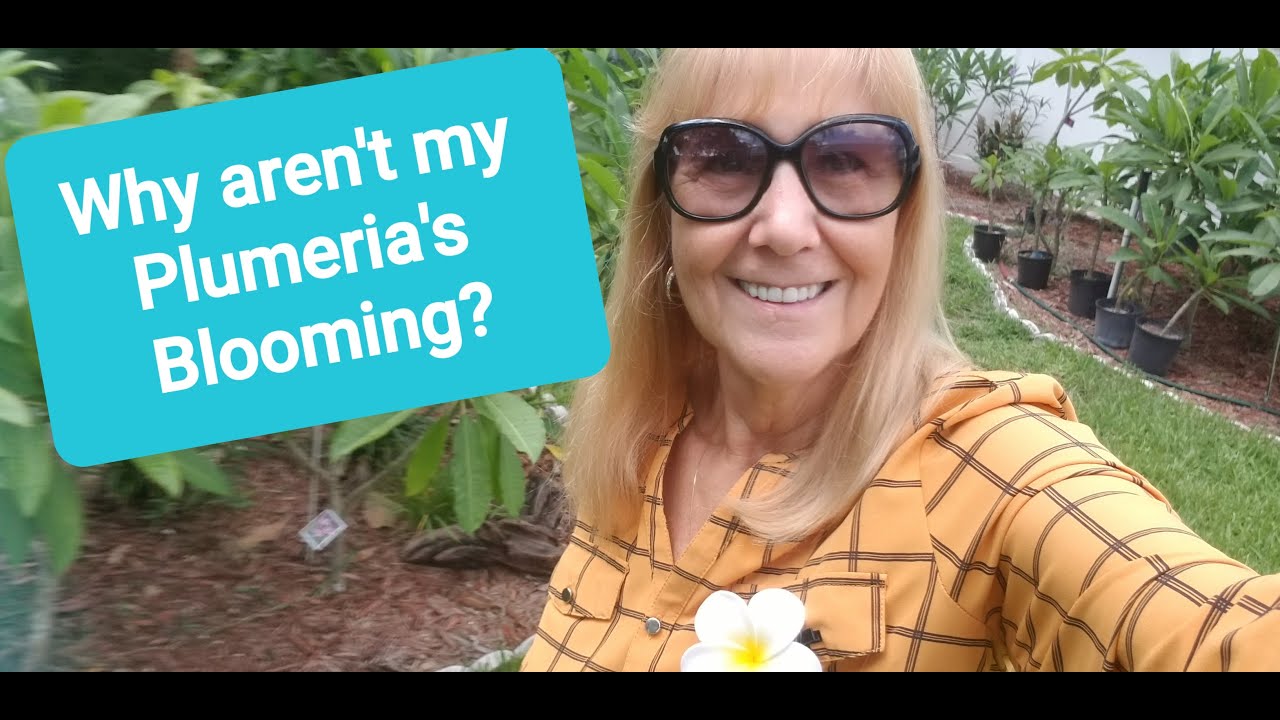 Why aren't my Plumeria's Blooming?