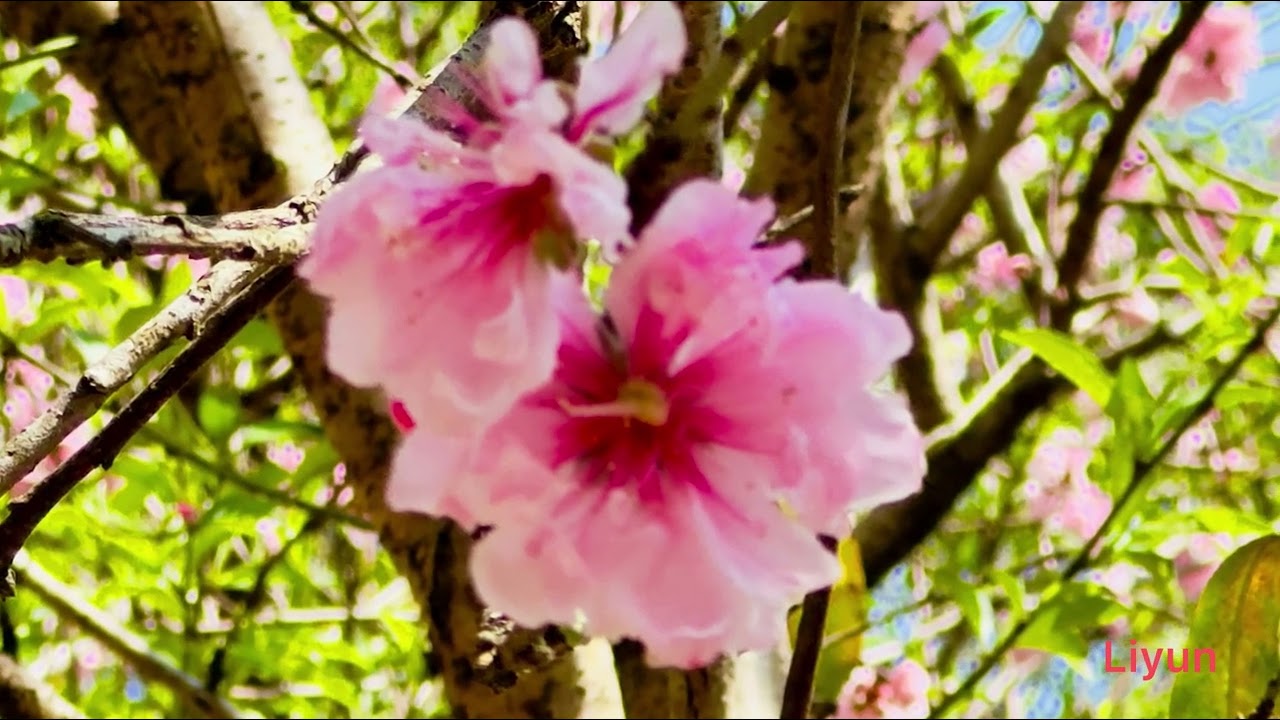 2026.3.7.中科葳立櫻花公園