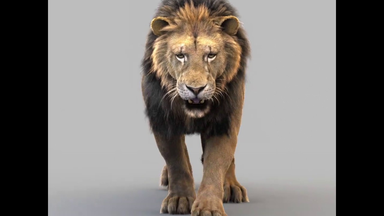 Lion walk loop