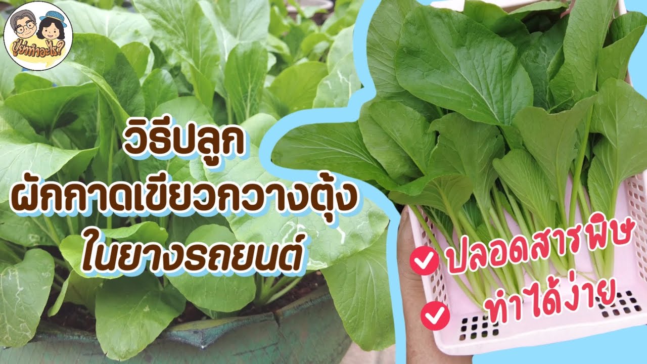 วิธีปลูกผักกาดเขียวกวางตุ้งในยางรถยนต์ ปลอดสารพิษ ทำได้ง่าย! | ย่าปลูกอะไร EP35