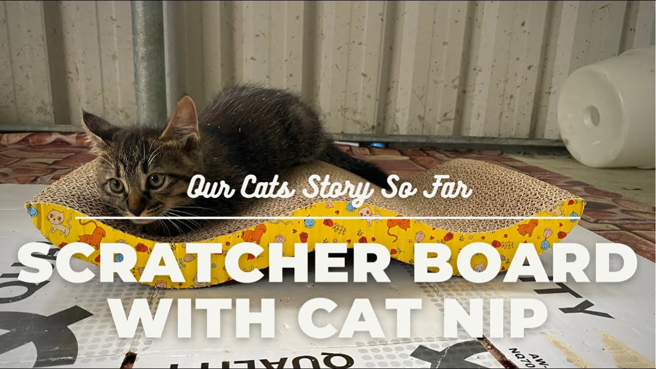 OUR CATS GOT NEW SCRATCHING BOARD WITH CATNIP | KUCINGKU DIAWANGAN