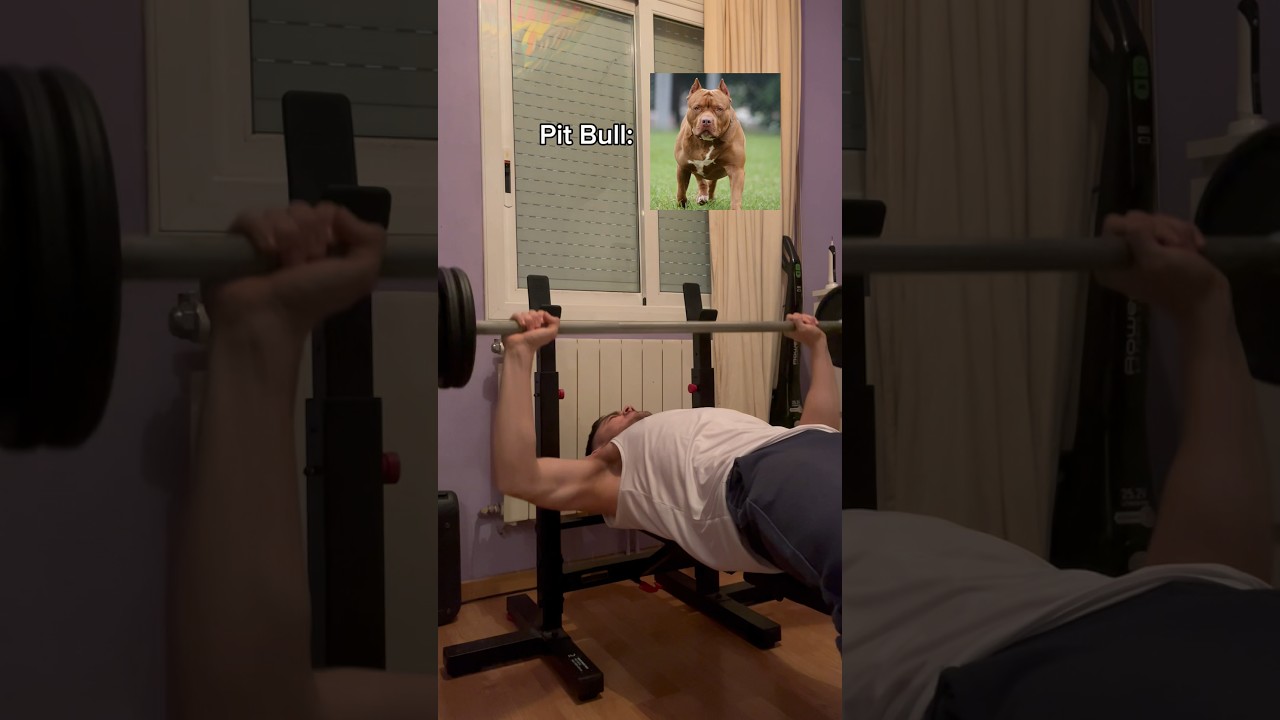 Ig: odey__gil 💙 #humorviral #humormascotas #humorperros #perrosderisa #videosdeperros