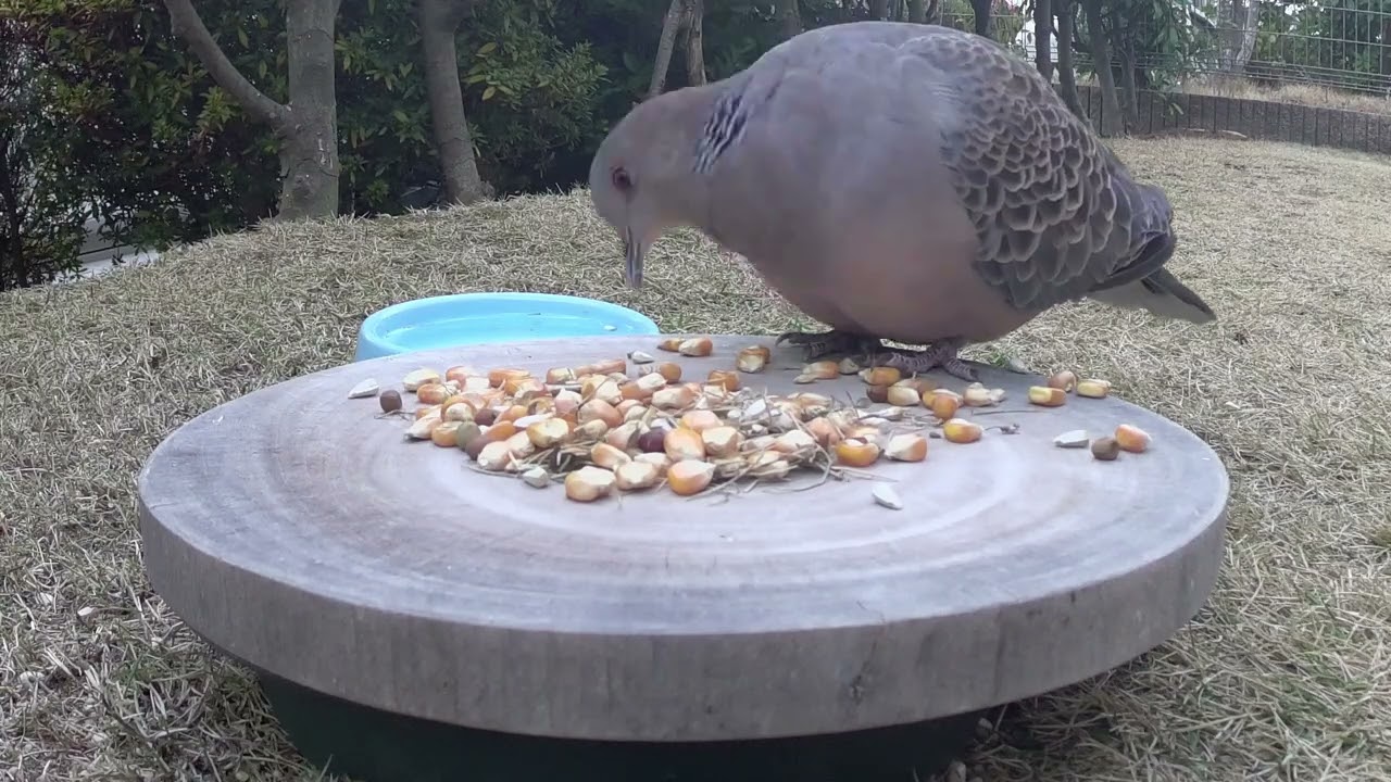 キジバトの冬