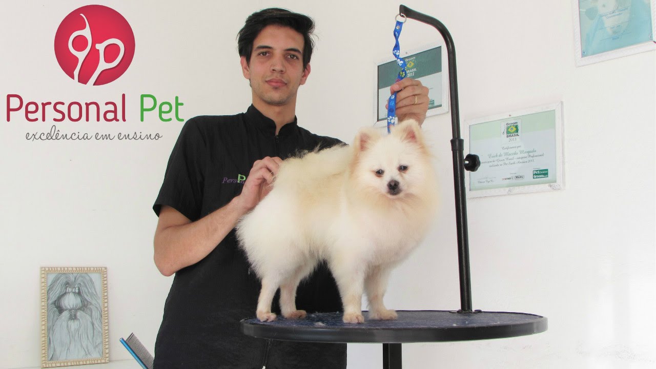 CURSO DE BANHO E TOSA - Tosa Spitz Passo a Passo