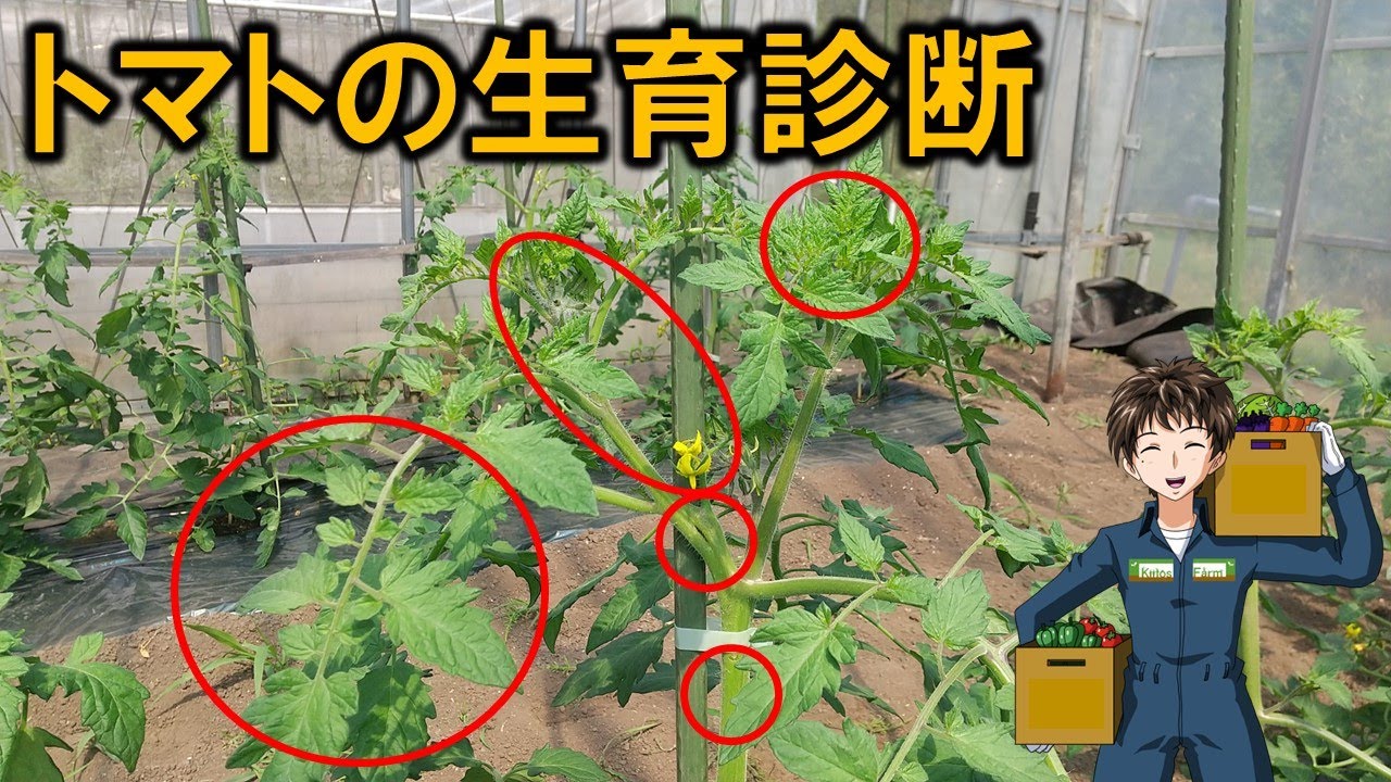 【トマトの生育診断】うちの中玉トマトは窒素過多です。