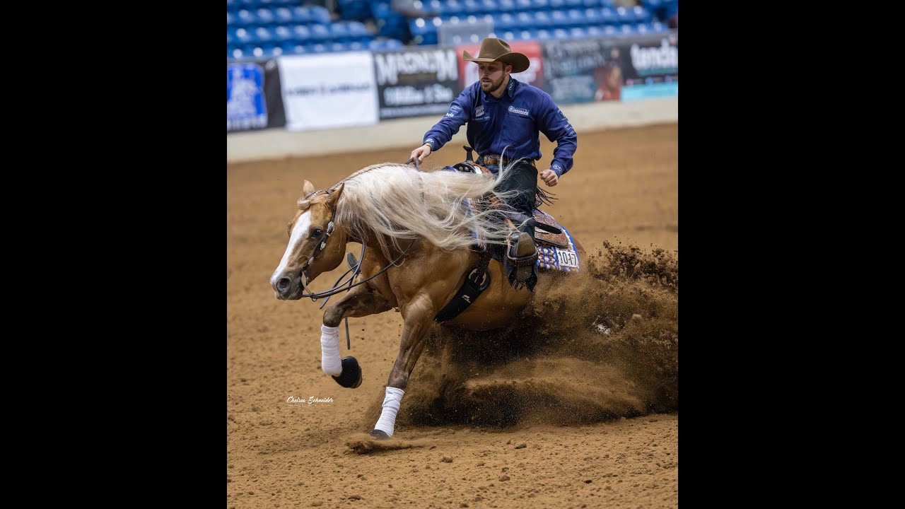 Xtra little Balou shown by Trevor Dare at the 2024  nrbc open classic challenge