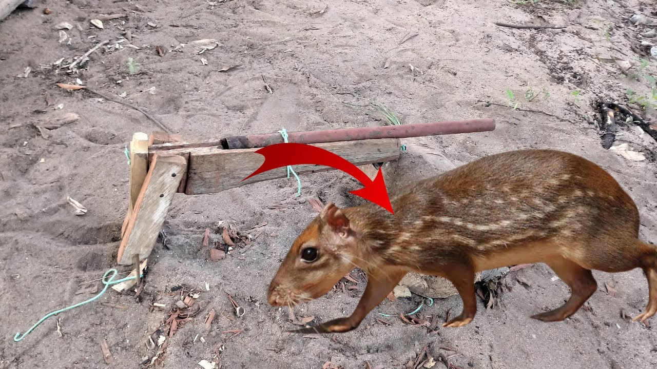 Melhor forma de fazer uma armadilha pra paca😱