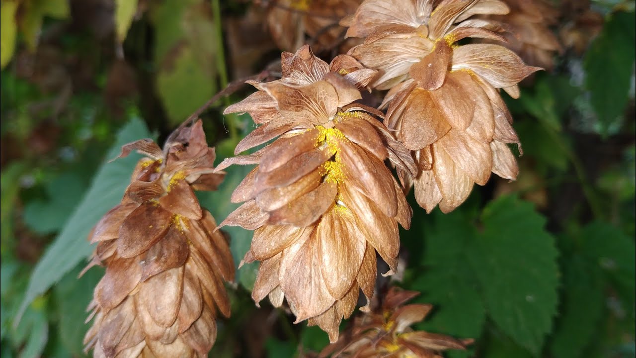 Hops, the fruit you need for beer (Humulus lupulus)