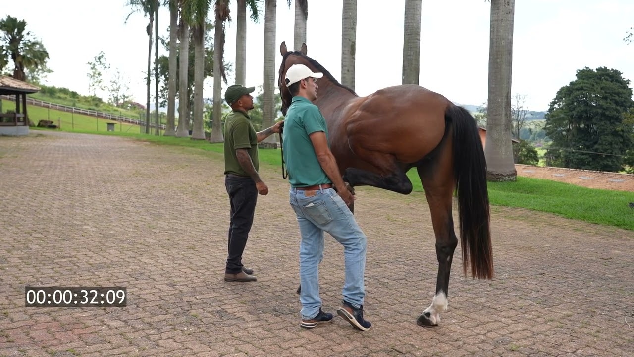 BONNEUR TOK   Flexoes